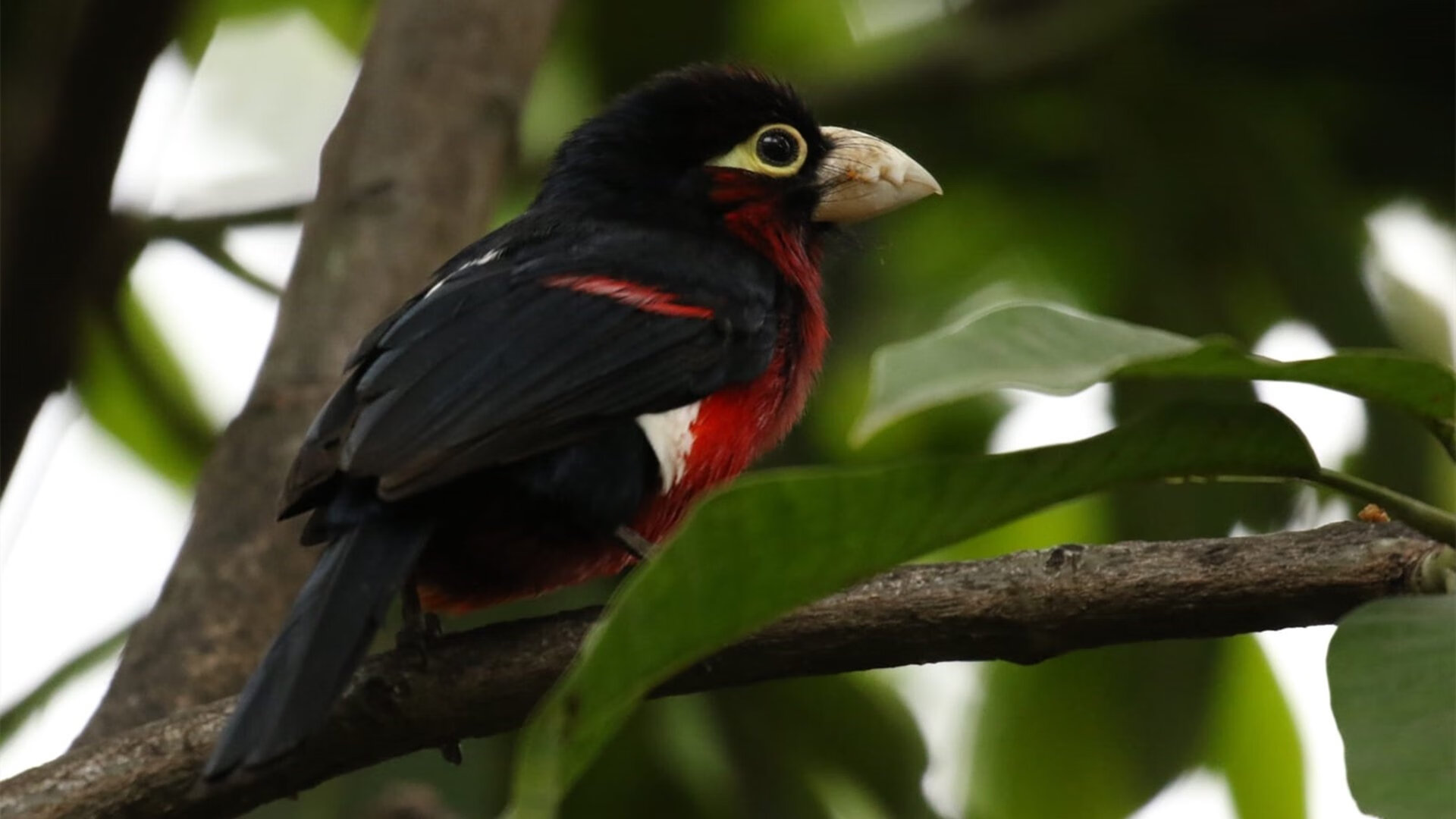 运动员康复计划加入个体心理追踪指标，专业运动员康复需求